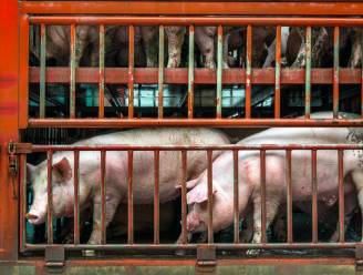 NVWA laat export zieke varkens naar België en Duitsland toe