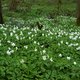 Dit meditatieve bos met spiegelend meer is de perfecte plek om je even terug te trekken