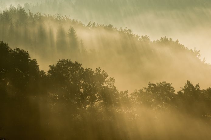 Vrijheid en wilde schoonheid in de Ardense bossen.