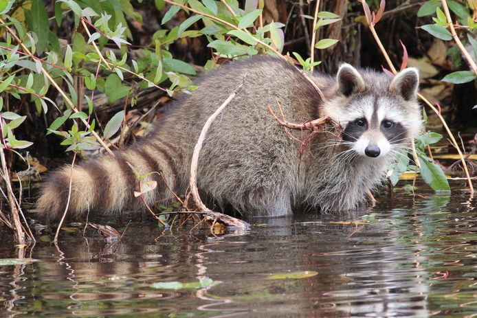 Primeur in Nederland: de wasbeer is voor het eerst met jongen gespot.