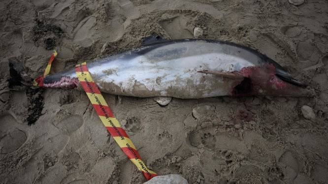 Échouage massif de dauphins en France: la majorité présentent “des traces de capture”