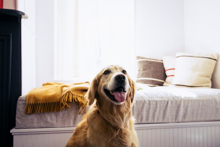 Zo voelt jouw hond zich minder eenzaam als hij alleen thuis is Beeld Getty Images
