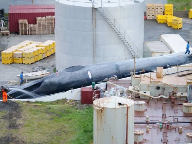 Experts reageren met afschuw nadat walvisjagers “per ongeluk” beschermde blauwe vinvis doden