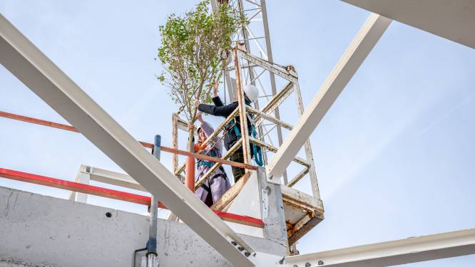 Meiboom op Stapelhuis Entrepotgebouw, dus dat betekent... dat het hoogste punt is bereikt