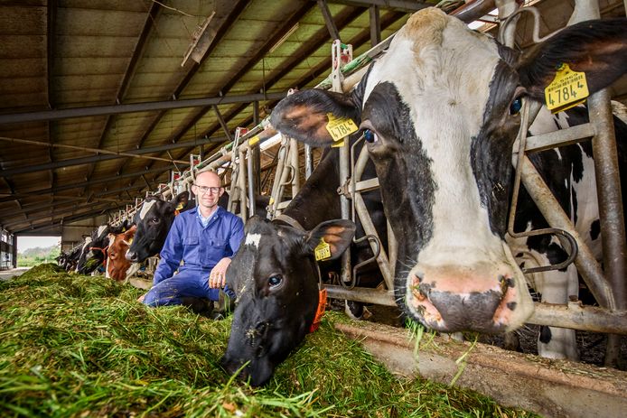 Gezino gaf zijn koeien geen vaccin, nu is één op de vier ziek. Heeft ...