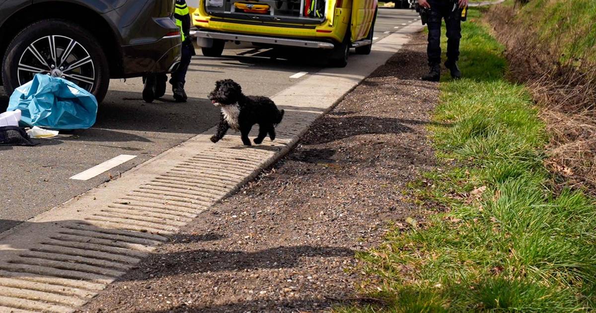 Hond gaat bij overleden baasje zitten na ongeluk in Deurne.