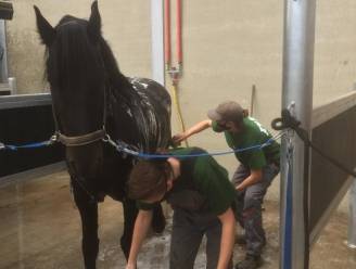PITO start volgend schooljaar met opleiding Paardenhouderij: “Beantwoordt aan opkomende sector”