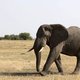 Bevolkingsgroei zet natuurreservaat Serengeti onder druk
