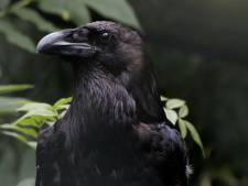 ‘Kroa, kroa’ klinkt het na een eeuw weer in Twentse en Achterhoekse bossen
