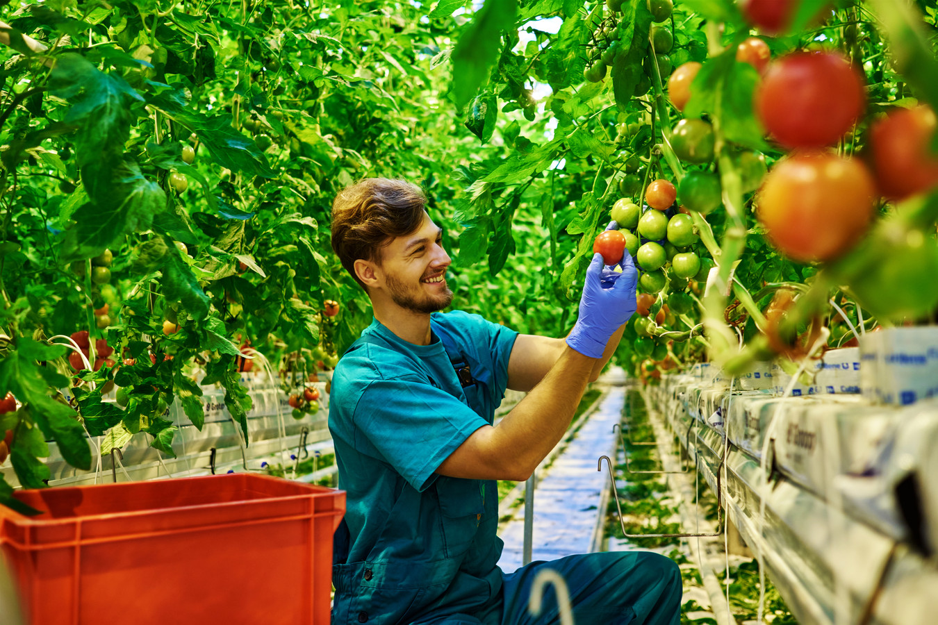 Een arbeidsmigrant aan het werk in een tomatenkas.
