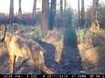 Er zat zeker een vierde wolf in Limburg: uitwerpselen gevonden in Nationaal Park Hoge Kempen