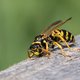 Natuurpunt noemt 2022 ‘een boerenjaar’ voor wespen
