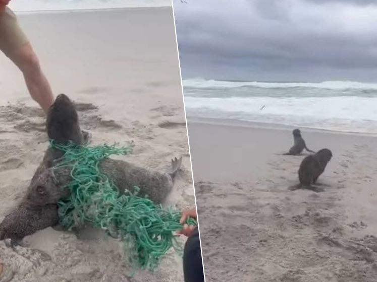 "Je n'imagine pas ce que les animaux endurent": des promeneurs sauvent des bébés phoques pris dans un filet de pêche