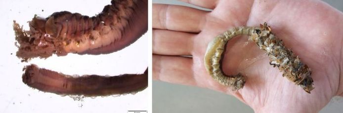 Links: zijaanzicht van de Reuzenschelpkokerworm (boven) versus de Schelpkokerworm (onder). Rechts: Een geconserveerd exemplaar van de Reuzenschelpkokerworm.