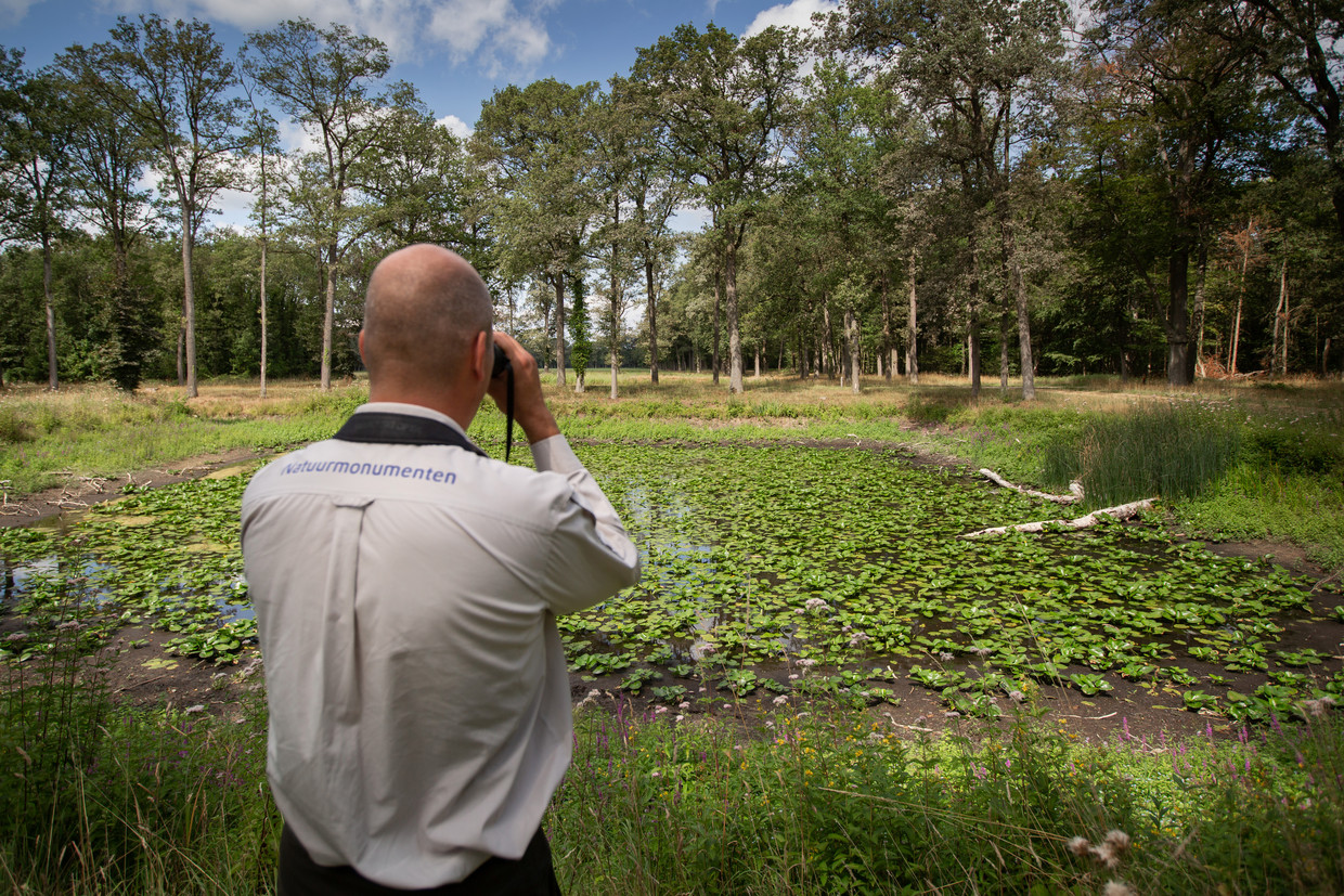 Ecoloog Udo Hassefras  van Natuurmonumenten bij Zelhem. In een poel staat het water zo laag dat de waterlelies op steeltjes staan. 