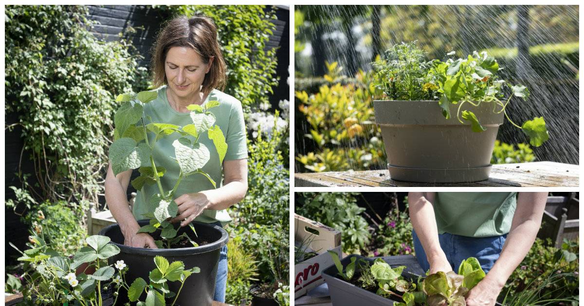 Geen tuin? Geen probleem een moestuin kan ook in potten Tuin hln.be