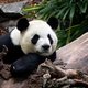 Canada stuurt kieskeurige reuzenpanda’s terug naar China
