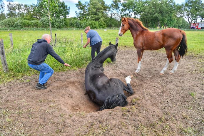 Een paard is zaterdagmiddag vast komen te zitten in een kuil in een weiland.  Dat gebeurde aan de Molenstraat in Valkenswaard.