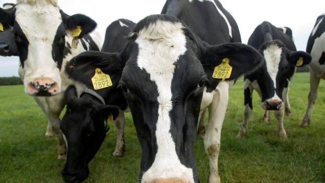 VVD zet coalitie op scherp: geen koe of varken minder