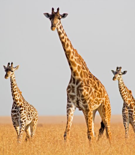 Une girafe tue un bébé dans une réserve naturelle sud-africaine