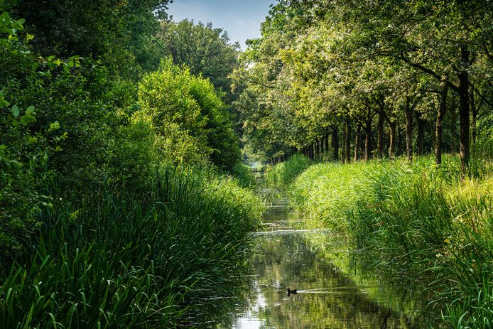 Wijbosch ziet de komst van windmolens in het natuurgebied Wijboschbroek totaal niet zitten. Ook elders in Meierijstad is steeds meer verzet tegen windmolens en zonneparken.