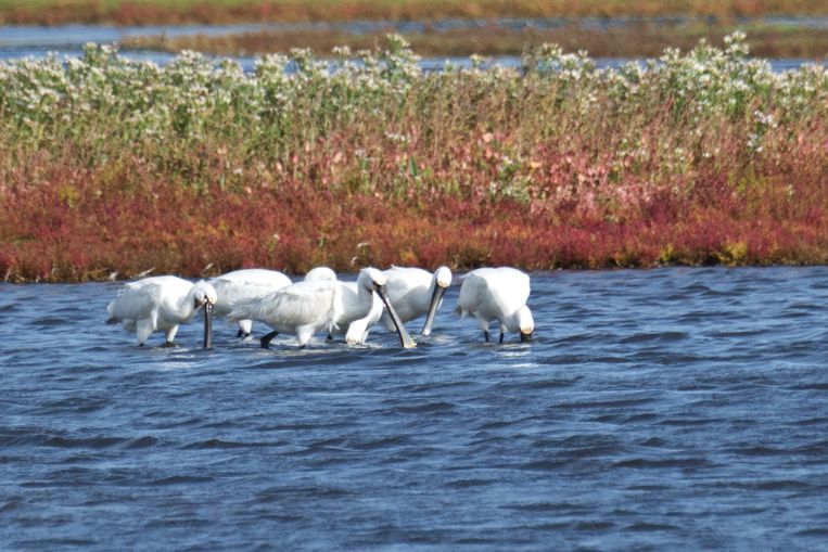 Uitwaaien op de vogelboulevard van Texel - Trouw