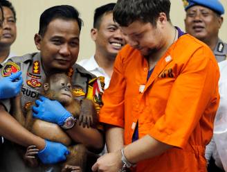 Rus die orang-oetan drogeerde en in reiskoffer uit Bali probeerde te smokkelen: “Ik dacht dat ik hem als huisdier mocht meenemen”