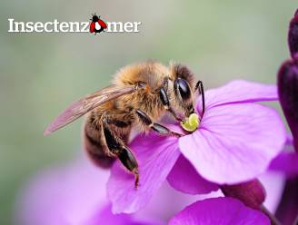 De honingbij is helemaal niet zo goed voor de biodiversiteit blijkt uit wetenschappelijk onderzoek