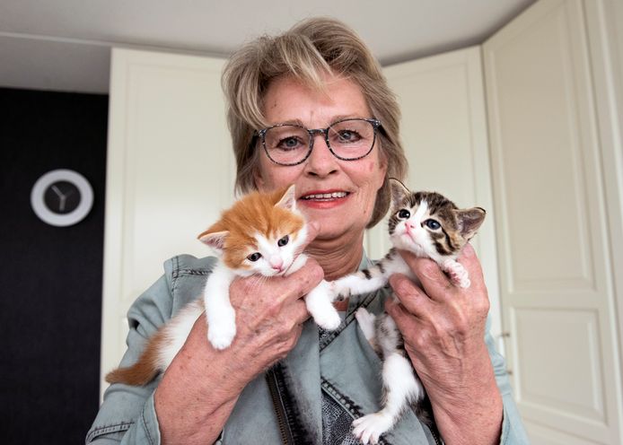 consumptie Intrekking litteken Opvallend veel jonge katjes op straat aangetroffen | Woerden | AD.nl