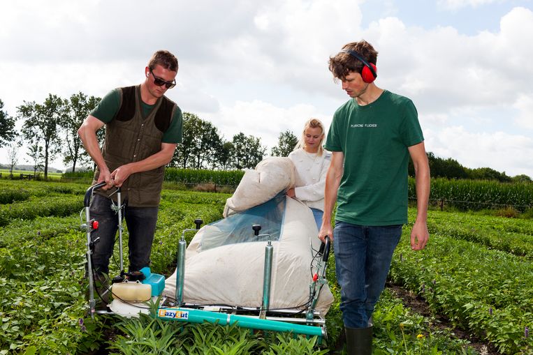 Boer blij, natuur blij: deze Amsterdammers maken thee van onkruid langs het weiland