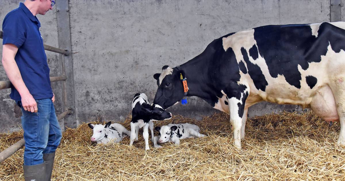 Zeldzaam én heel schattig: koe krijgt drieling in Terhole