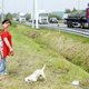 Principe huisdierlease kan ook werken voor partner