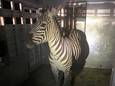 De Regional Animal Services of King County publiceerde deze foto van zebra Shug kort nadat ze gevangen was.