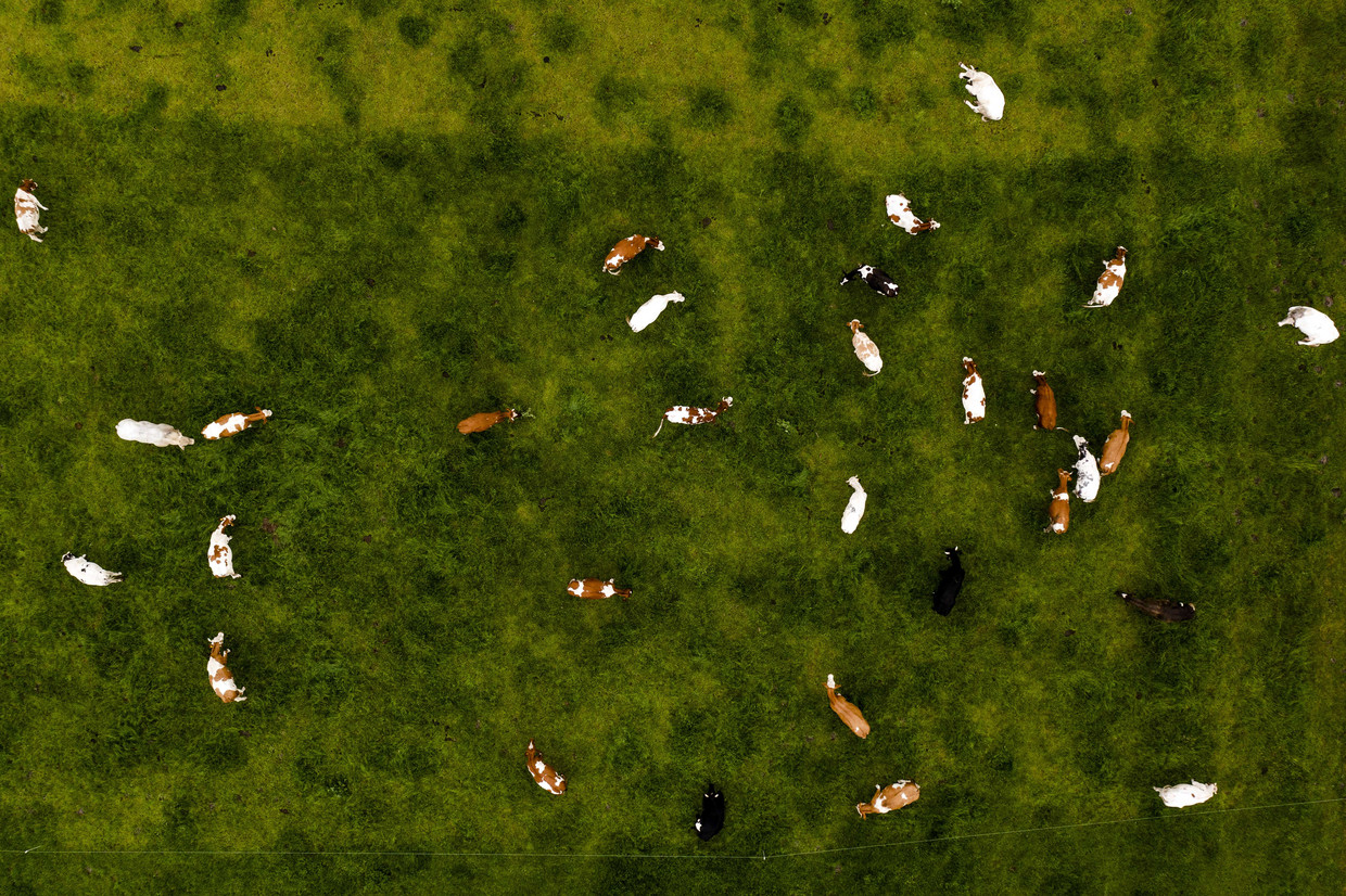 Dronefoto van koeien