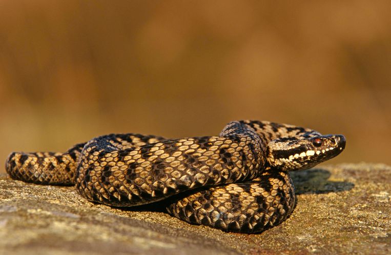 L'unico serpente velenoso dei Paesi Bassi, la vipera, soffre del prosciugamento del terreno.  Immagini Getty