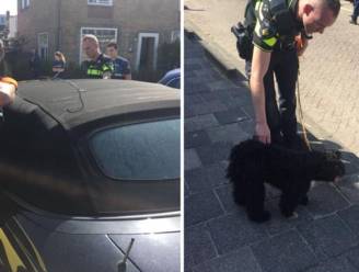 Daar is de zon, daar is hetzelfde probleem weer: Nederlandse politie redt hond uit snikhete auto