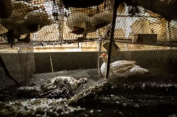 Les canards vivants, environ 150, se trouvent au milieu d'autant de morts.