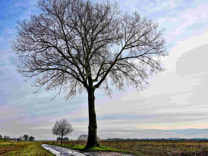 Kandidaten gezocht voor 'Mooiste boom van Meise’