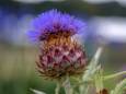 Waarom je nu moet beginnen met het zaaien van deze plant: ‘Je zult versteld staan’