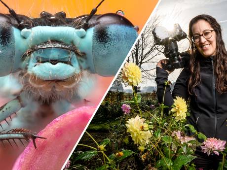 Het heftige paringsritueel van de waterjuffer: moordende concurrentie en een multifunctionele penis