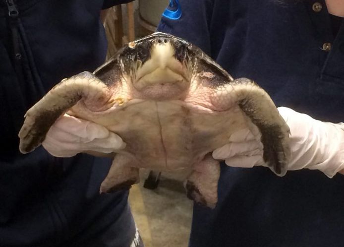 De schildpad spoelde eind vorige week aan.
