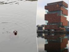 Gespot: zeehond plonst vrolijk in dok aan Antwerpse MAS