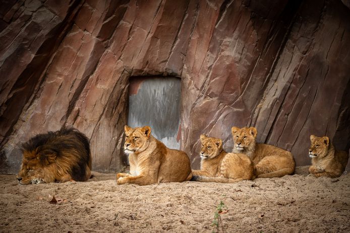 De leeuwen in de Antwerpse zoo.