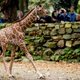 Alleen dieren, dat is echt te saai