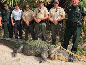 Kolossale alligator gevangen in park Florida maar in Australië nóg grotere krokodil, na acht jaar jacht