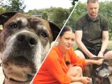 Hond Mexx heeft nieuwe baasjes na 392 dagen in asiel: 'Oude hond verdient ook liefdevol gezin'