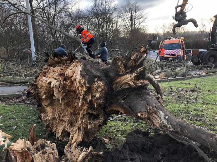 Door een geknakte populier is er urenlang hinder aan de Bargeweg in Brugge.