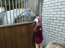 Kinderen mochten de hardwerkende paarden na afloop van de oefening voer geven.