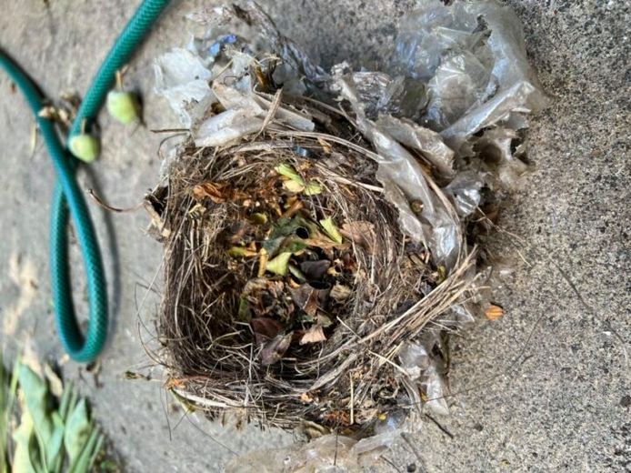 Il nido è fatto, tra l'altro, di rifiuti di plastica