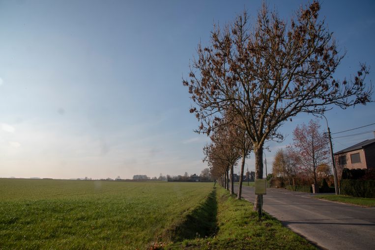 Melle Verleent Zichzelf Kapvergunning Ondanks Massaal Protest
